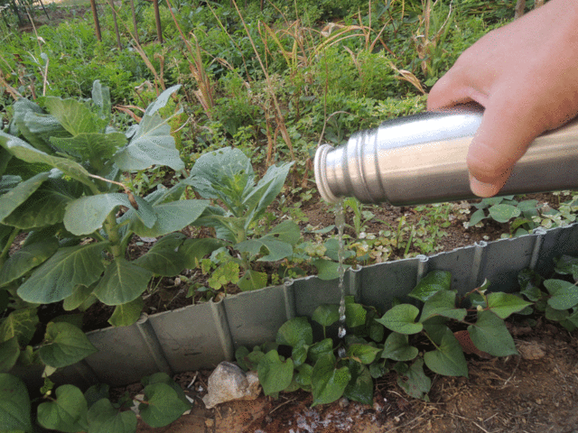 ドクダミ駆除 お湯と除草剤 家庭菜園失敗日記