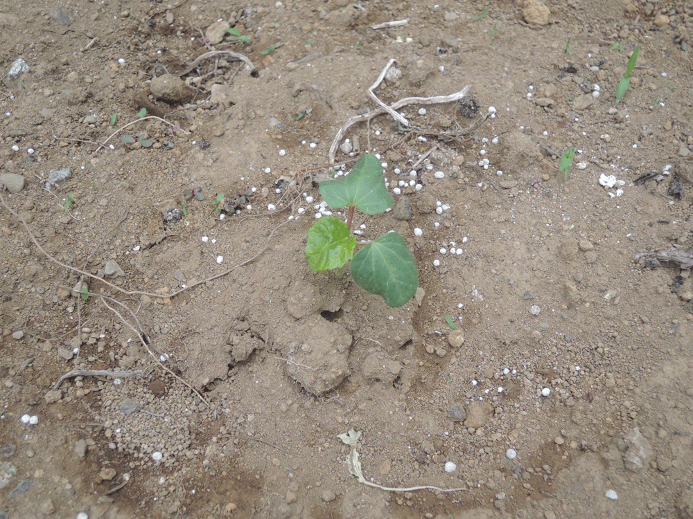 オクラの発芽 家庭菜園失敗日記